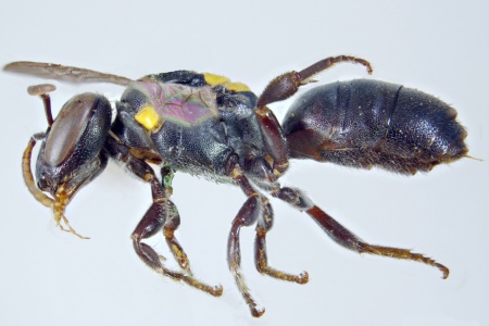 [Amphylaeus obscuriceps female (lateral/side view) thumbnail]